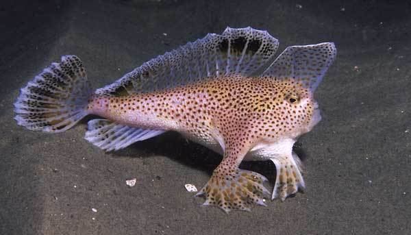 Handfish wwwutaotcomwpcontentuploads201404handfish