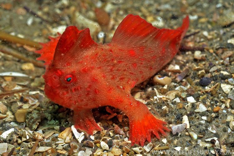 Handfish Thymichthys politus