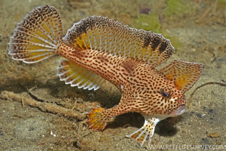 Handfish Brachionichthys hirsutus
