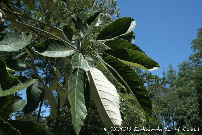 Handroanthus albus Handroanthus albus Images Useful Tropical Plants