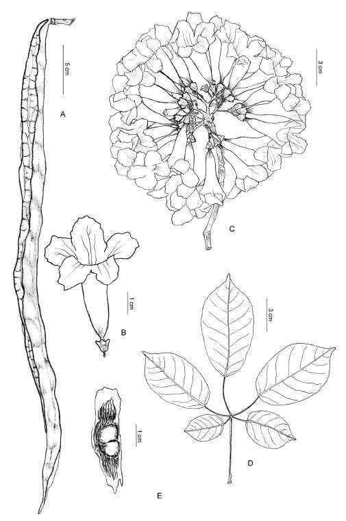 Handroanthus heptaphyllus Delimitacin y Estatus de Handroanthus Heptaphyllus y H