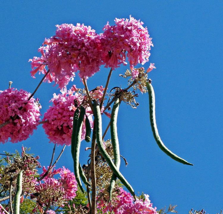 Handroanthus impetiginosus Iproxo Handroanthus impetiginosus Handroanthus impetig Flickr
