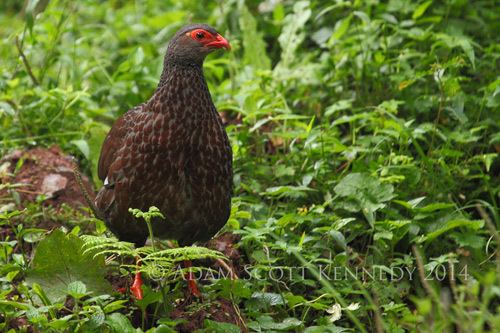 Handsome francolin Surfbirds Online Photo Gallery Search Results