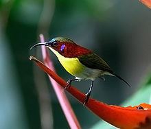 Handsome sunbird httpsuploadwikimediaorgwikipediacommonsthu