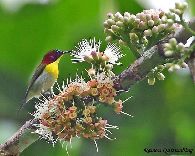 Handsome sunbird Oriental Bird Club Image Database Handsome Sunbird Aethopyga bella
