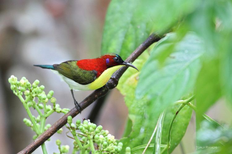 Handsome sunbird Tonji and Sylvia39s Birdlist Photo Keywords endemic bislig