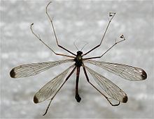 Hangingfly httpsuploadwikimediaorgwikipediacommonsthu