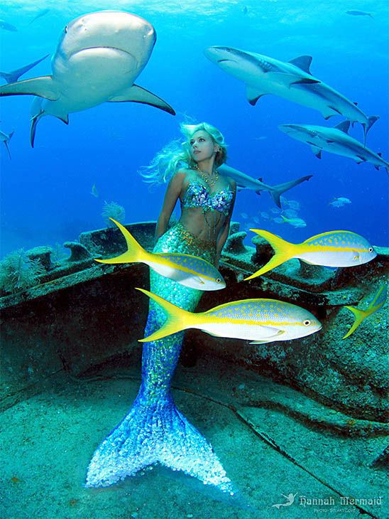 Hannah Mermaid Hannah Fraser a real life mermaid swims with sharks and whales to