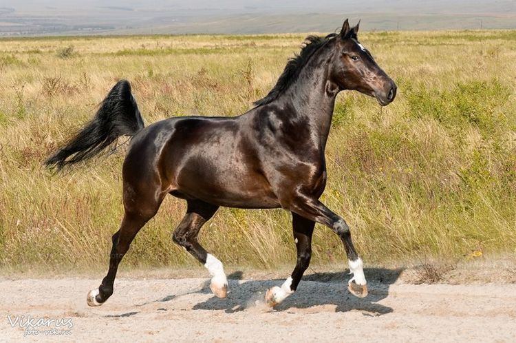 Hanoverian horse 1000 images about Hanoverian Horse on Pinterest Thoroughbred