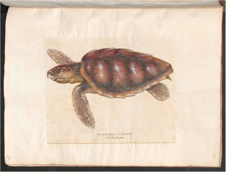 Hans Verhagen den Stommen FileHans Verhagen den Stommen Drawing of a sea turtlepdf