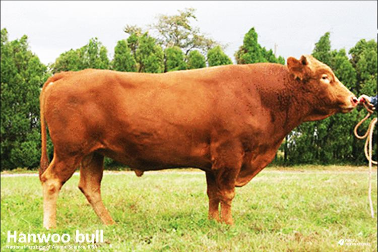 Hanwoo Hanwoo beef cattle breed in Korea