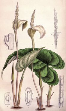 Hapaline (plant) httpsuploadwikimediaorgwikipediacommonsthu