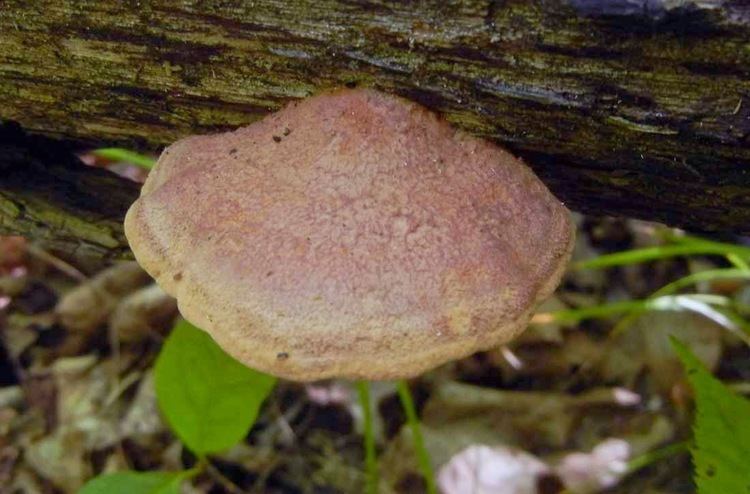 Hapalopilus nidulans Weird and Wonderful Wild Mushrooms Busting the No Known Poisonous