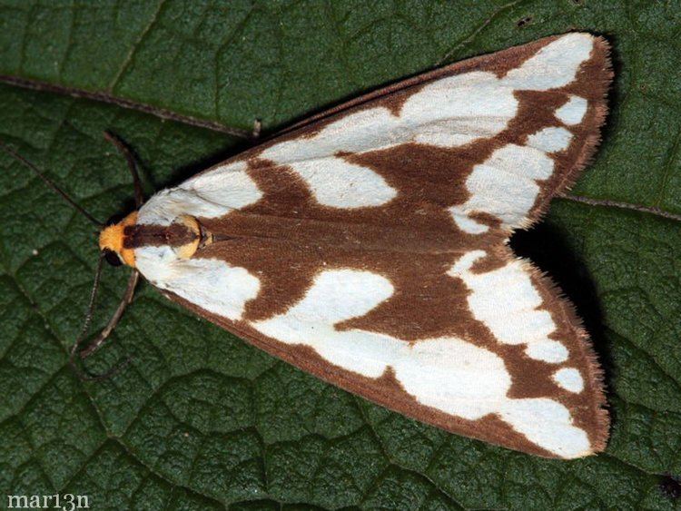 Haploa Leconte39s and Confused Haploa Moths