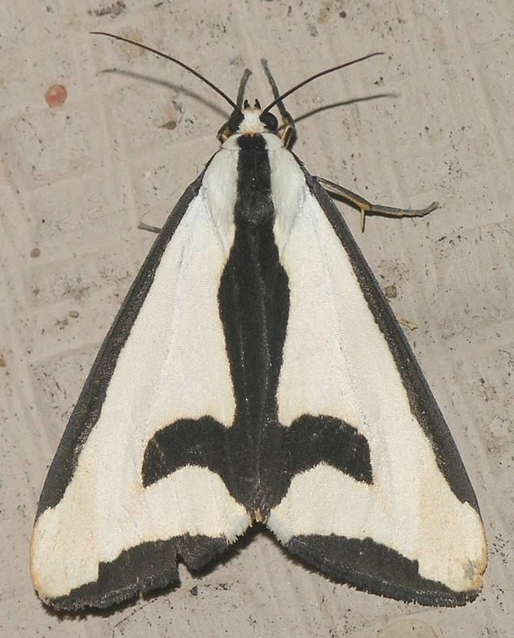 Haploa clymene FileClymene Moth Haploa clymenejpg Wikimedia Commons
