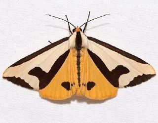 Haploa clymene Haploa clymene Clymene Moth Discover Life mobile