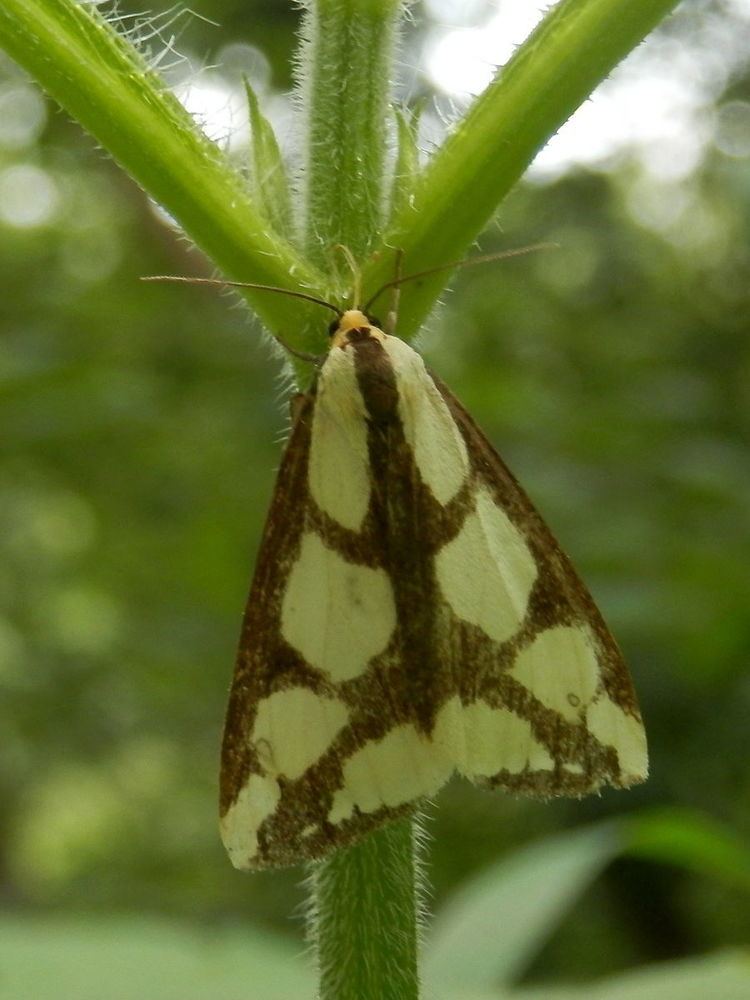 Haploa confusa