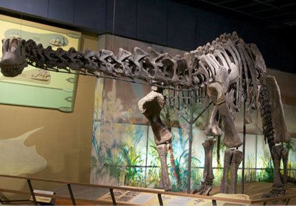 Haplocanthosaurus Haplocanthosaurus Dinosaur facts information Haplocanthosaurus