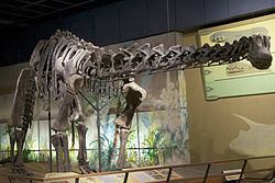 Haplocanthosaurus Haplocanthosaurus Wikipedia