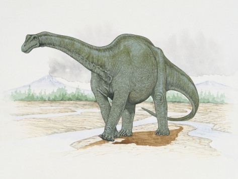 Haplocanthosaurus Haplocanthosaurus priscus H delfsi A Dinosaur A Day