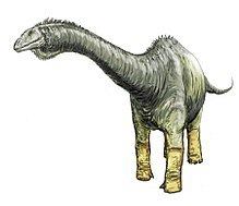 Haplocanthosaurus httpsuploadwikimediaorgwikipediacommonsthu