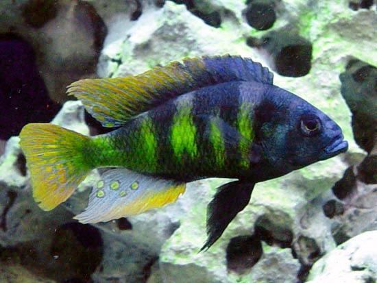 Haplochromis haplochromis Male Haplochromis sp 44 quotRed Tailquot H Blair Howell