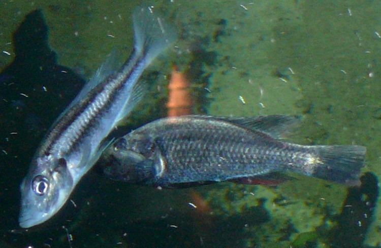 Haplochromis Haplochromis Wikipedia