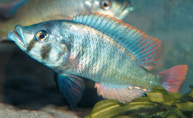 Haplochromis Fish Identification