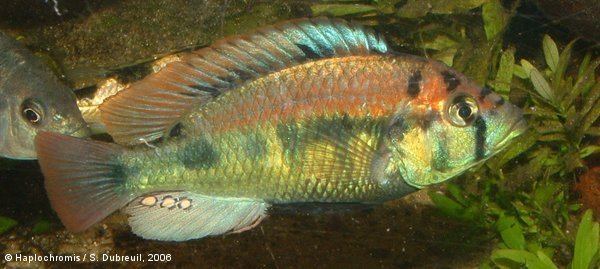 Haplochromis aeneocolor Haplochromis aeneocolor