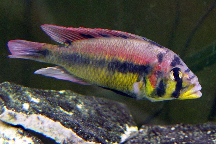 Haplochromis aeneocolor AeneocolorMaleAjpg