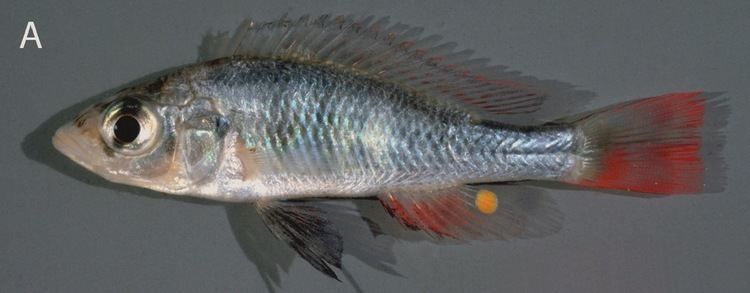 Haplochromis argens httpsuploadwikimediaorgwikipediacommons77