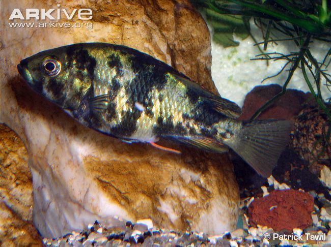 Haplochromis chromogynos Cichlid videos photos and facts Haplochromis chromogynos ARKive