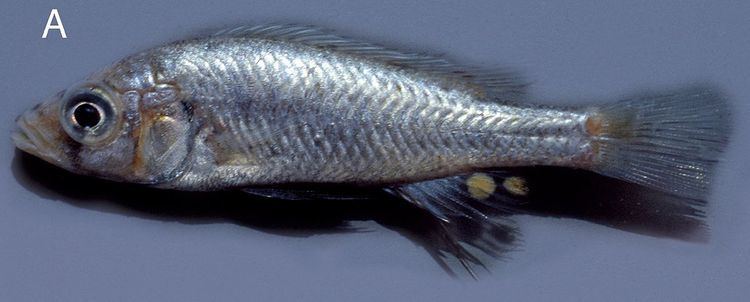 Haplochromis goldschmidti