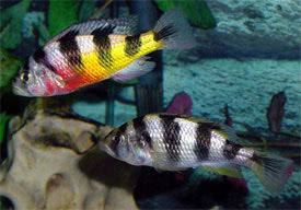 Haplochromis latifasciatus Haplochromis latifasciatus Zebra Obliquidens Tropical Fish