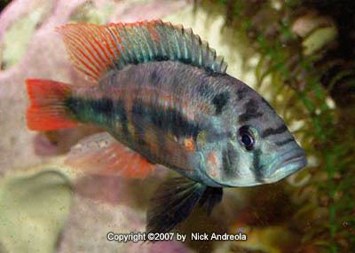 Haplochromis luteus wwwafricancichlidsnetgallerymbipialutea2jpg