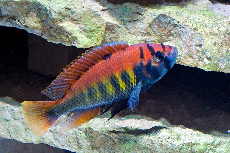 Haplochromis nyererei Nyererei9645jpg