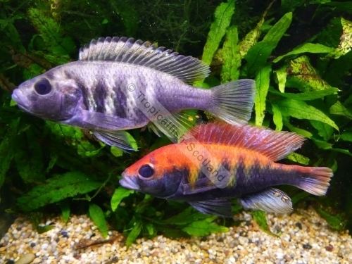 Haplochromis nyererei Red Haplochromis Nyererei TropicalfishScotland