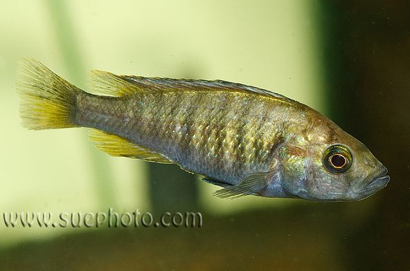 Haplochromis nyererei Pundamilia nyererei Haplochromis nyererei Seriously Fish
