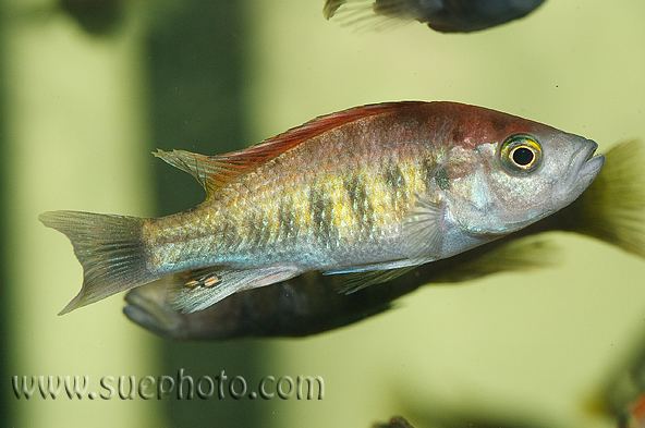 Haplochromis nyererei Pundamilia nyererei Haplochromis nyererei Seriously Fish