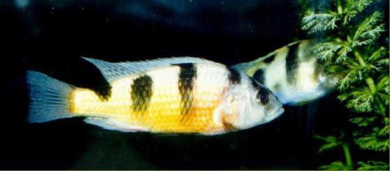 Haplochromis obliquidens Haplochromis obliquidens