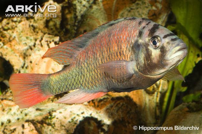 Haplochromis obliquidens Cichlid photo Haplochromis obliquidens G141171 ARKive