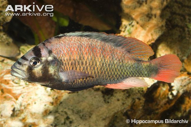 Haplochromis obliquidens Cichlid photo Haplochromis obliquidens G141170 ARKive