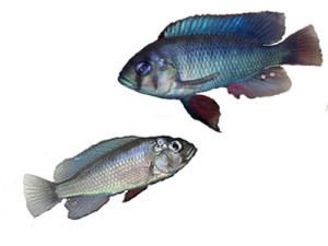 Haplochromis omnicaeruleus wwwtropicalfishsitecomwpcontentuploads20130