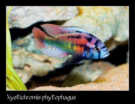 Haplochromis phytophagus Xystichromis phytophagus christmas fulu Fishys Pinterest