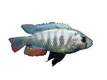 Haplochromis pundamilia httpsuploadwikimediaorgwikipediacommonsthu
