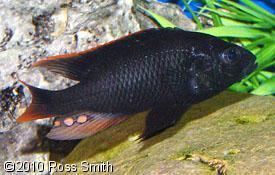 Haplochromis rubripinnis Cichlid Profiles