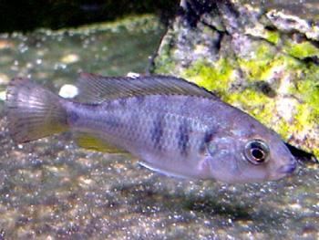 Haplochromis rubripinnis Global Species Haplochromis rubripinnis