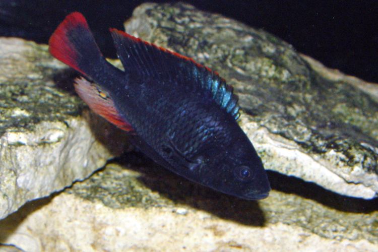 Haplochromis rubripinnis wwwafricancichlidcomRubripinnis03280jpg