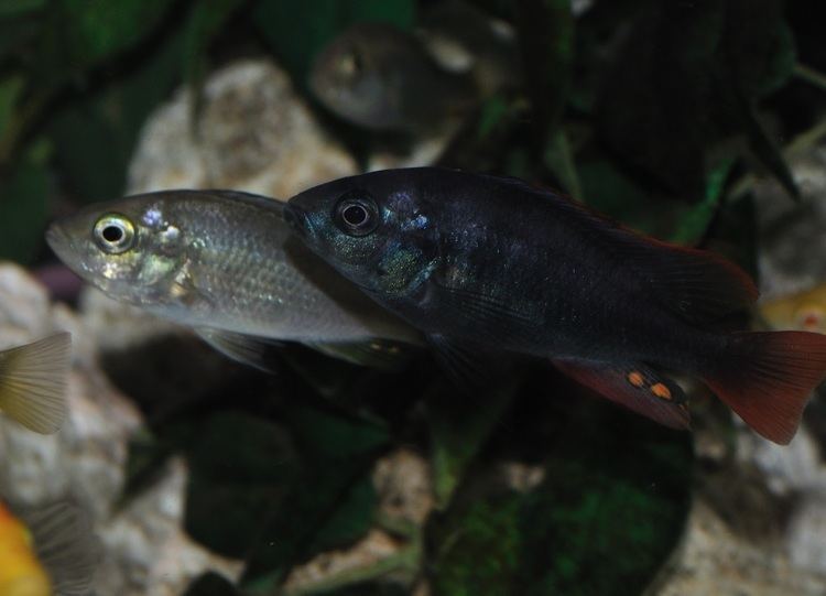 Haplochromis rubripinnis Lithochromis rubripinnis Haplochromis rubripinnis Forumacvarist