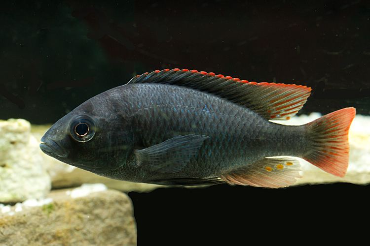 Haplochromis rubripinnis Rubripinnis1072jpg